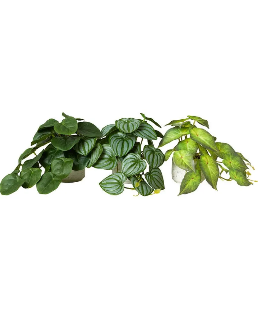 Luscious Greenery In Speckled Ceramic Pots