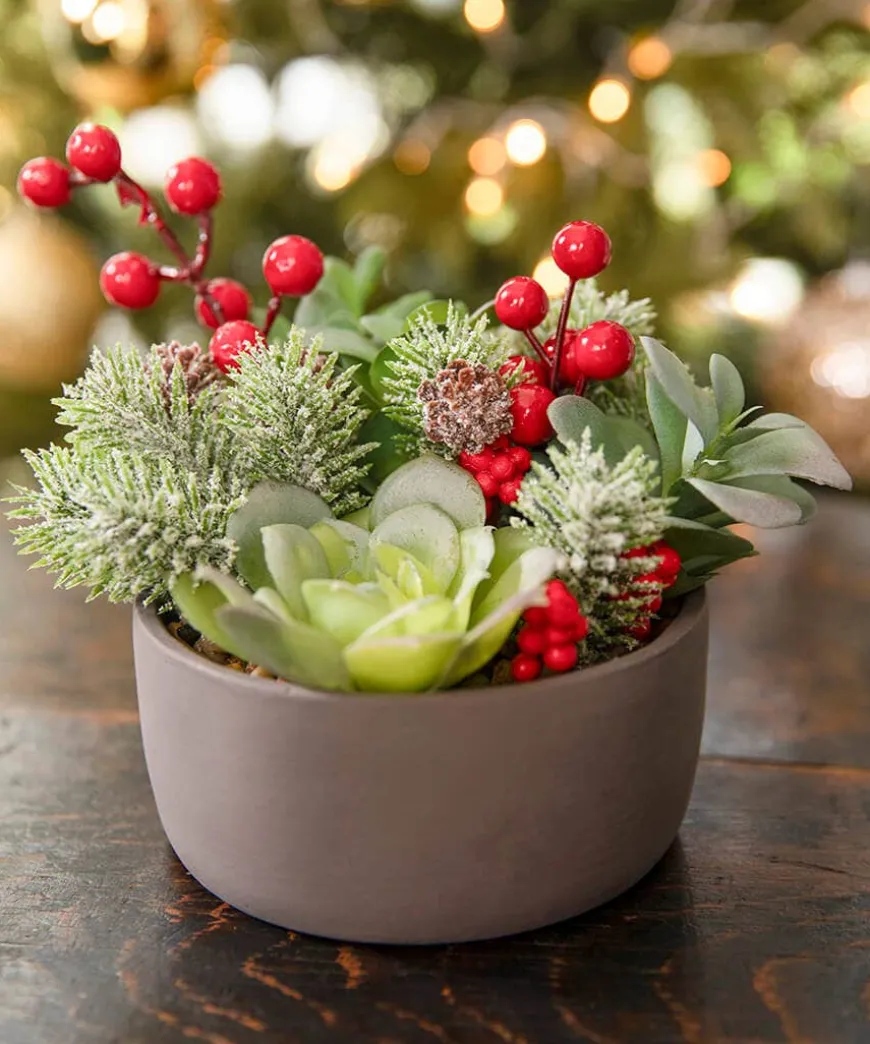 Tis The Season Succulent